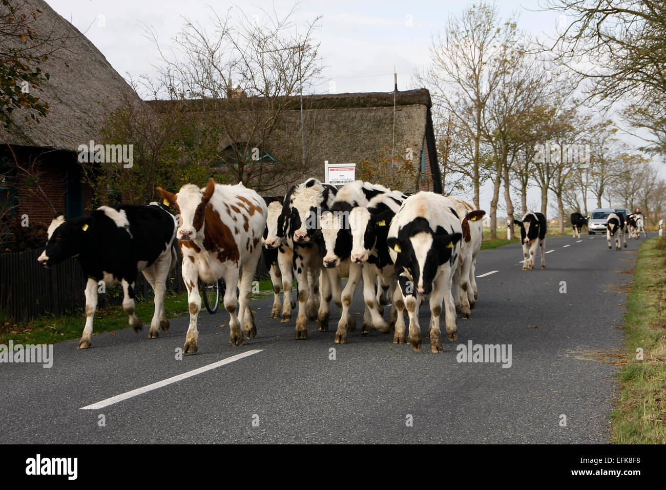 Cow On The Feast Stock Photos & Cow On The Feast Stock 