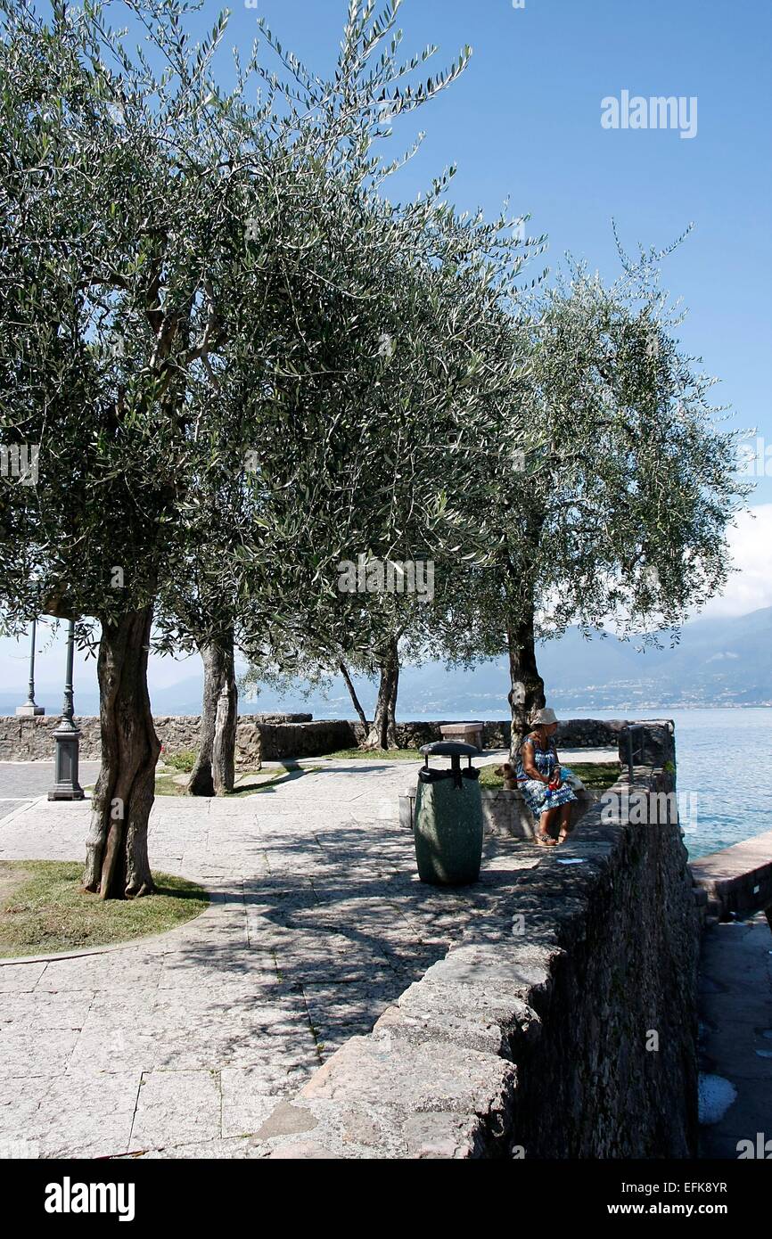 The waterfront of Torri del Benaco invites you to sit down and relax. Lots of trees, including olive trees provide shade. From Lake Garda comes a light and refreshing breeze. Photo: Klaus Nowottnick Date: August 27, 2014 Stock Photo