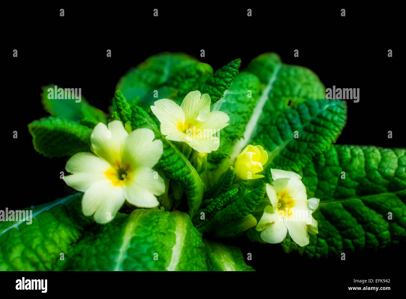 Primrose - Primula vulgaris, messenger of spring. The primrose is one of the earliest spring flowers. Artistic intent soft focus Stock Photo