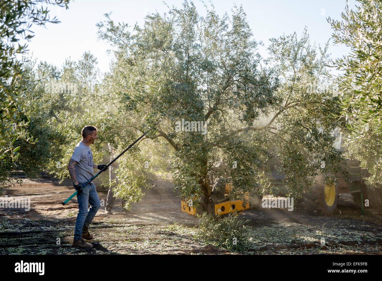 Harvesting olives olive oil Antequera Malaga Andalusia Spain Stock Photo