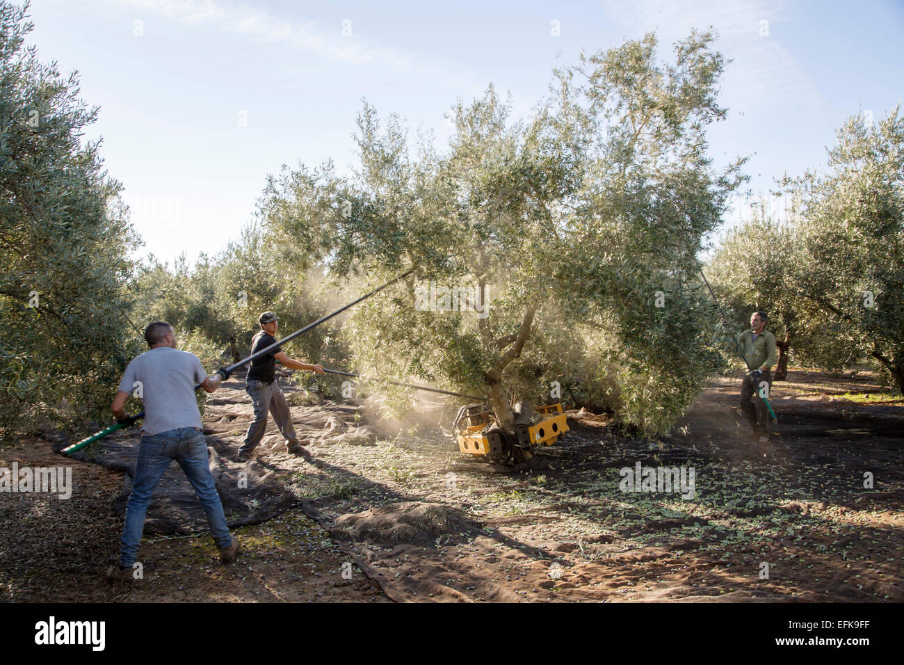 Harvesting olives olive oil Antequera Malaga Andalusia Spain Stock Photo