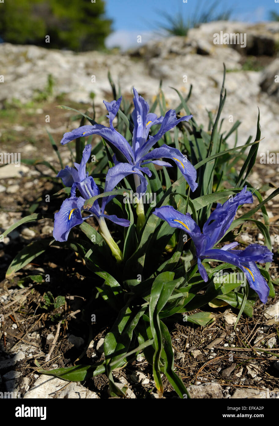 planar-leaved iris (Iris planifolia), blooming plant, Segesta, Sicily, italy Stock Photo