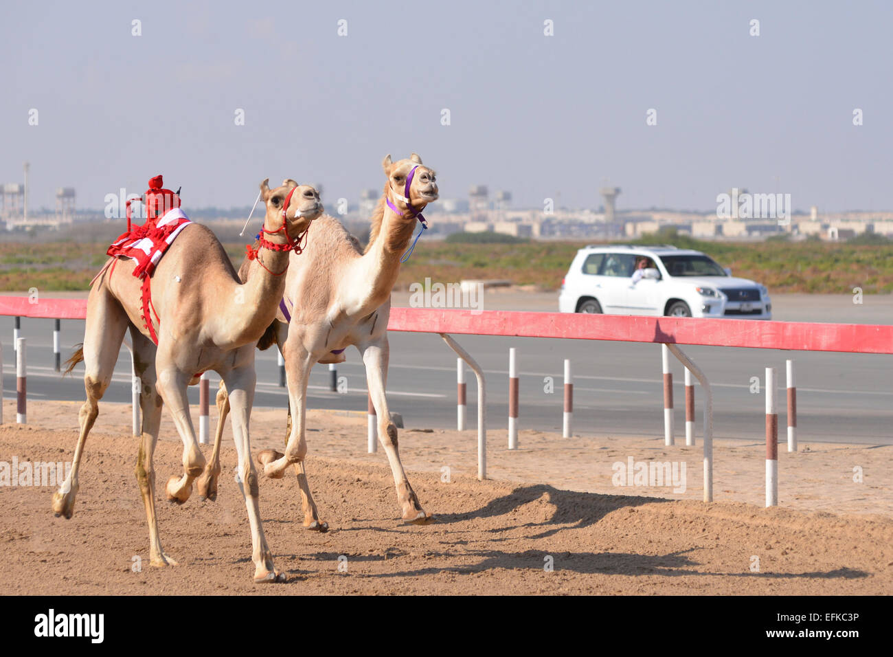 Camels racing on a desert track in Abu Dhabi.  The robot jockeys are controlled from the human jockey in the chase car Stock Photo