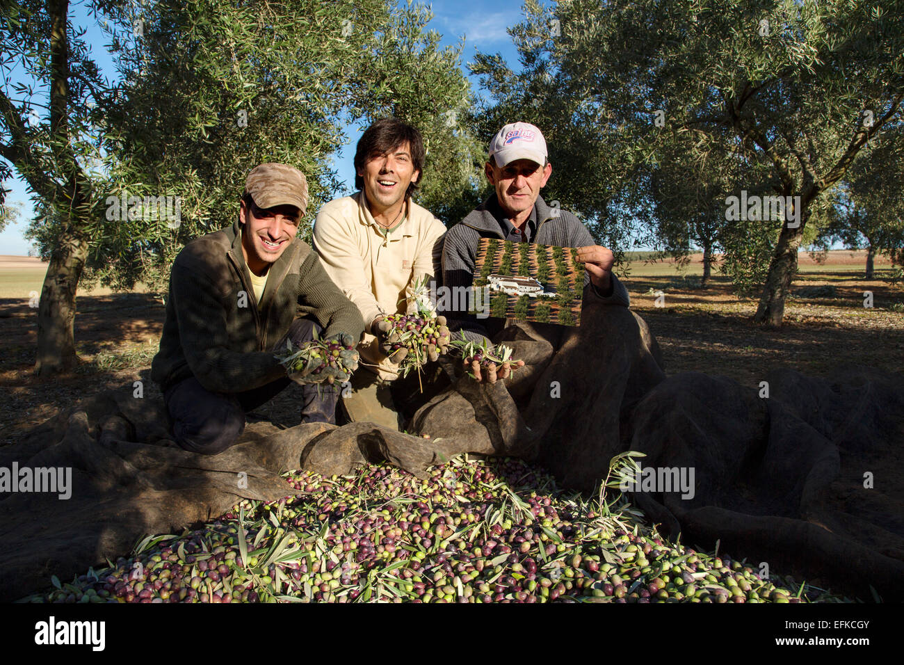 Olives harvesting extra virgin olive oil Antequera Malaga Andalusia Stock Photo