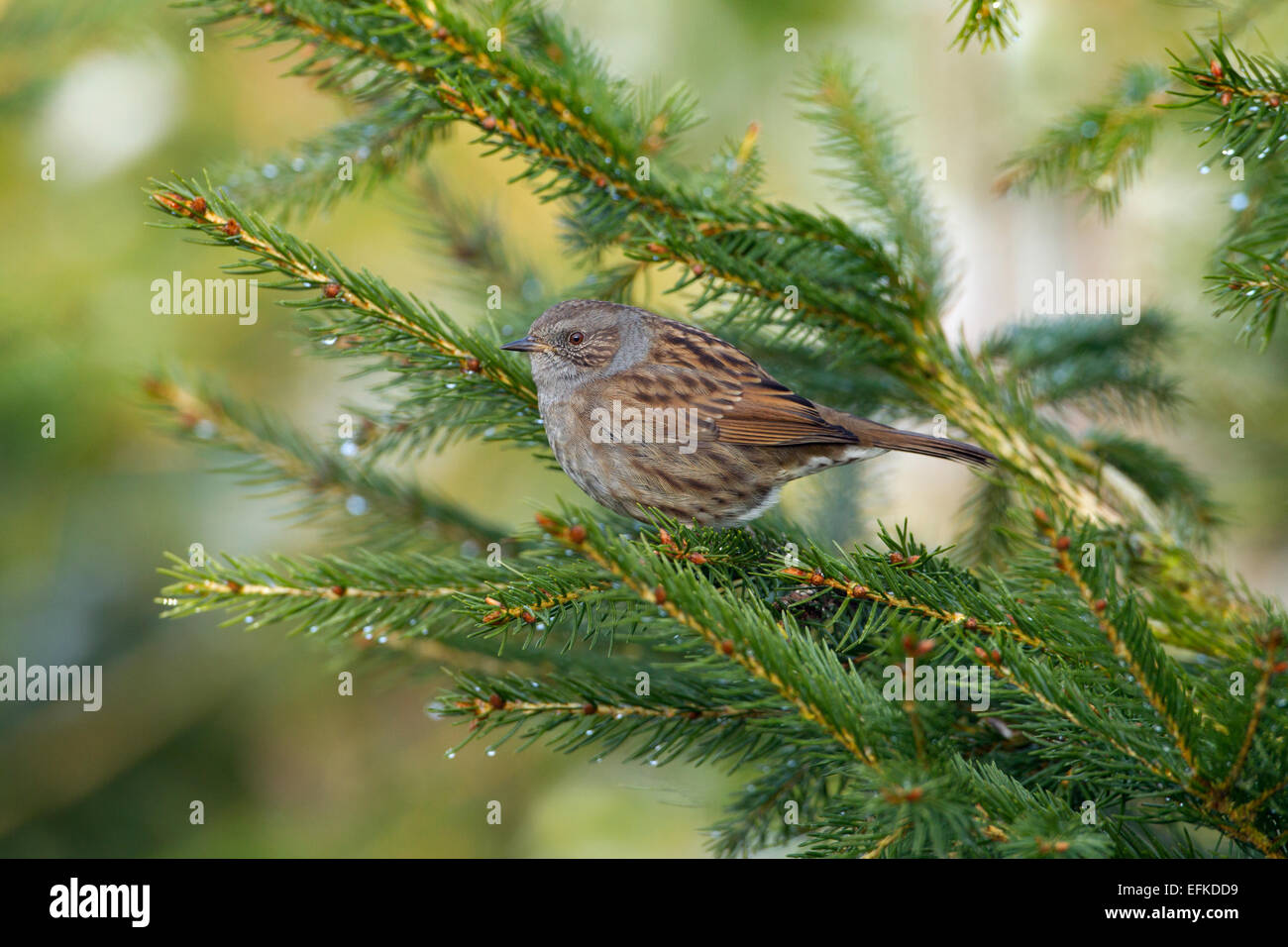 Hedge Sparrow Prunella modularis on conifer in winter Stock Photo