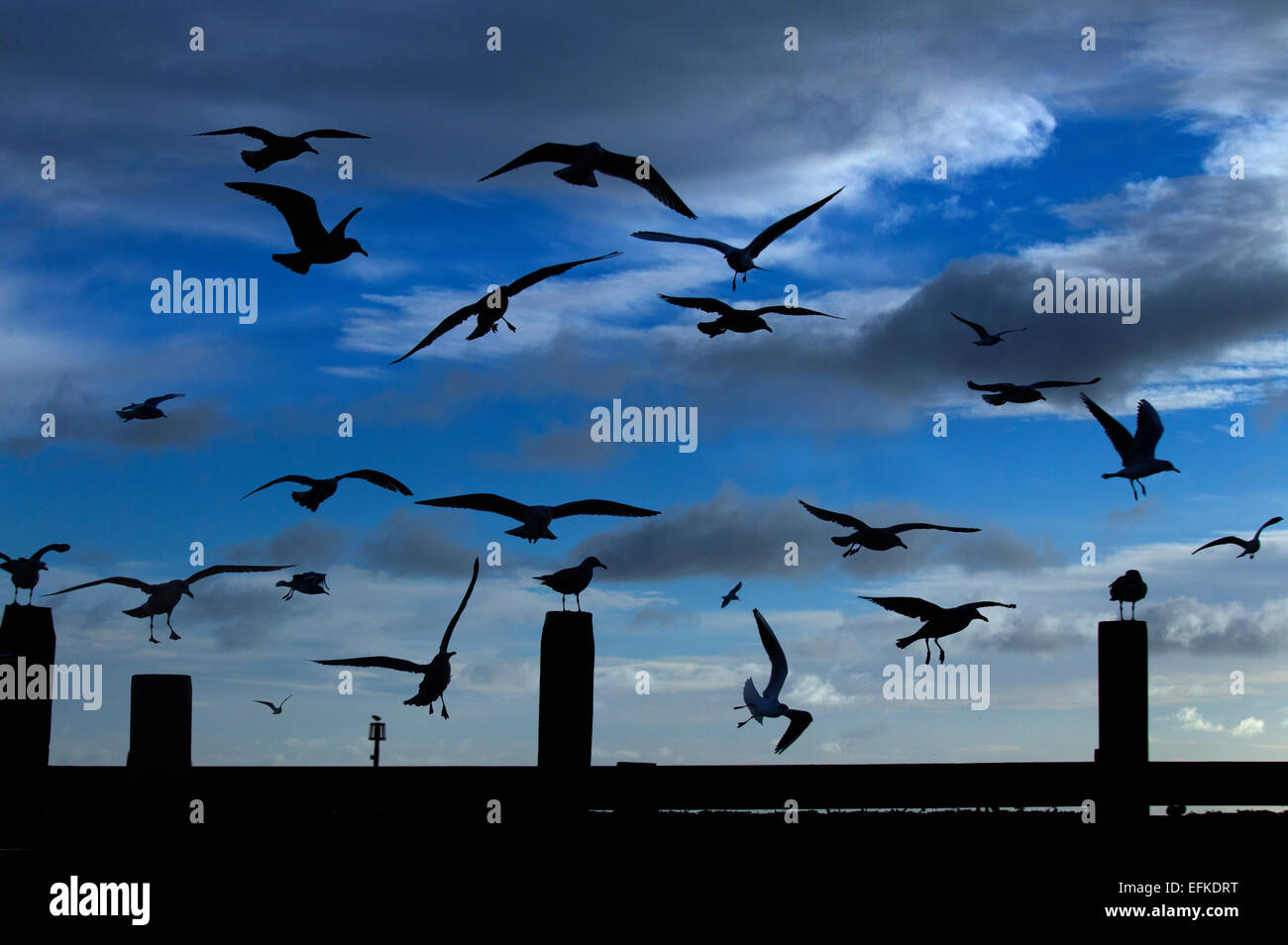 Mixed Gull flock in flight over wooden groynes in the early morning Stock Photo