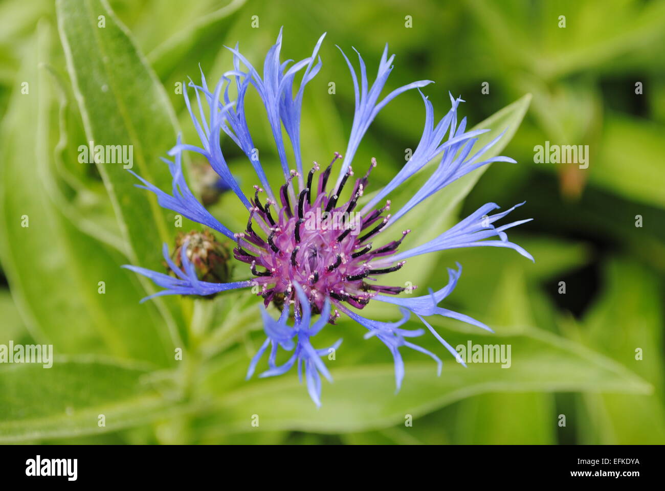 Knapweed up close hi-res stock photography and images - Alamy