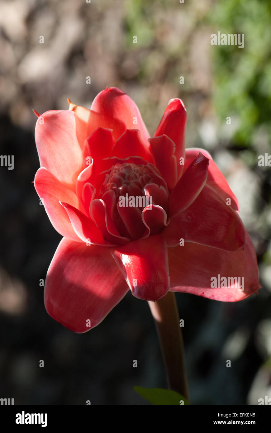 The beautiful red flower of the torch ginger, Bunga kantan Stock Photo