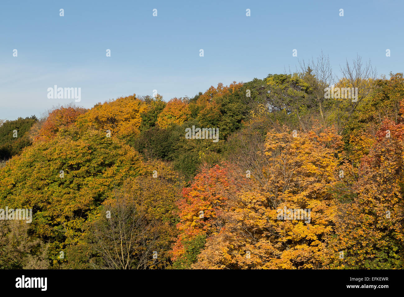A view of Colorful Trees in Toronto in the Fall Stock Photo Alamy