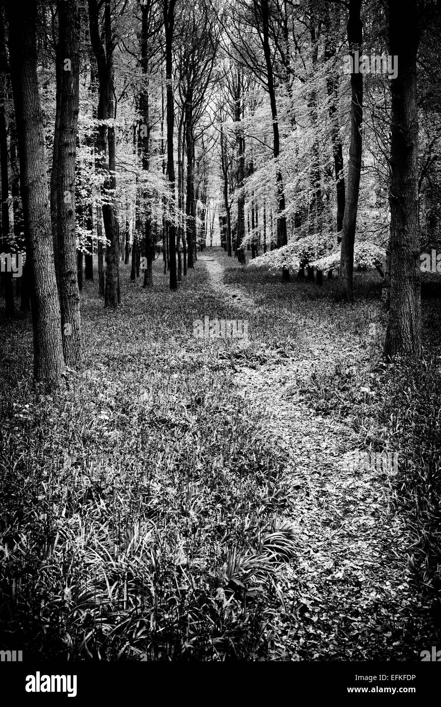 Path through a Bluebell and Beech tree woodland in the English countryside. Monochrome Stock Photo