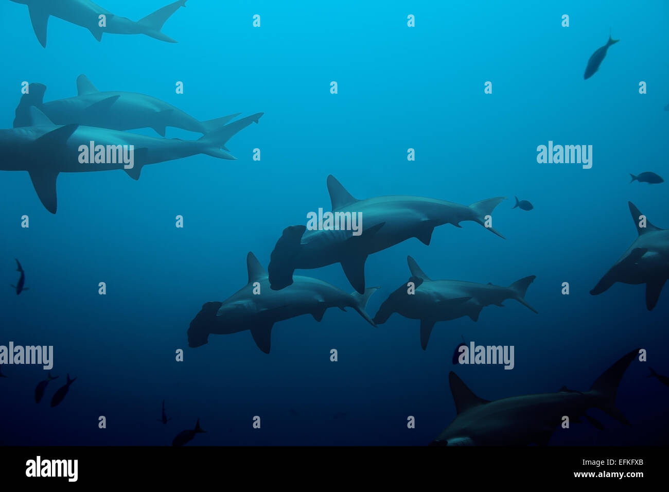 Large school of hammerhead sharks in the blue Stock Photo