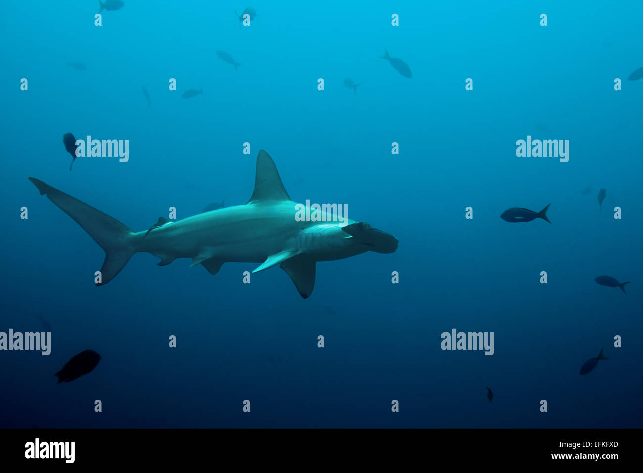 One hammerhead shark swimming in the ocean Stock Photo