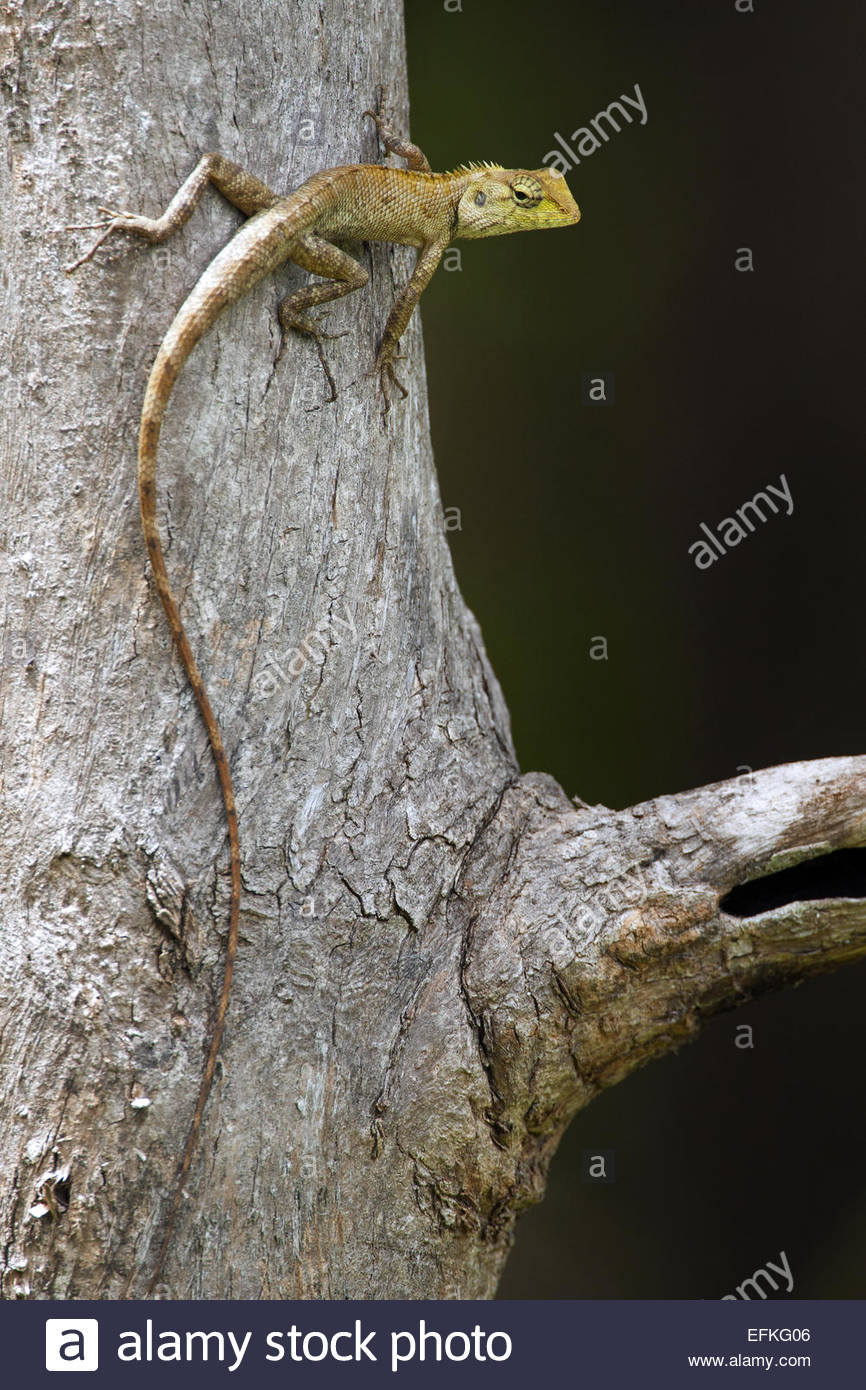 Lizards Climb Tree High Resolution Stock Photography and Images Alamy