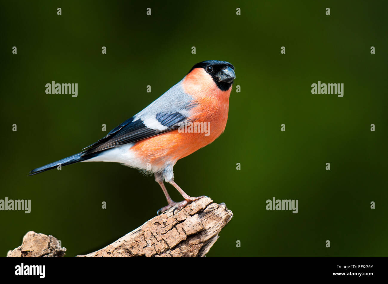 Bullfinch (Pyrrhula pyrrulha) adult male perched on dead wood at Hale in Cumbria. May. Stock Photo