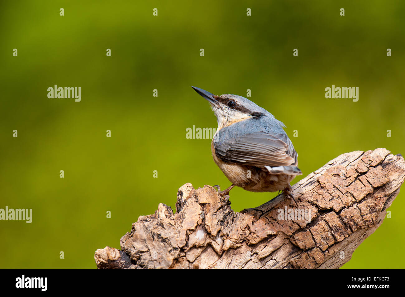 Nuthatch (Sitta europea) adult looking over its shoulder while perched on dead wood,  at Hale in Cumbria. May. Stock Photo