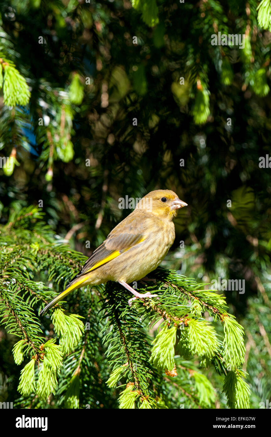 Greenfinch (Carduelis chloris) adult female perched in a yew tree at Hale in Cumbria. May. Stock Photo