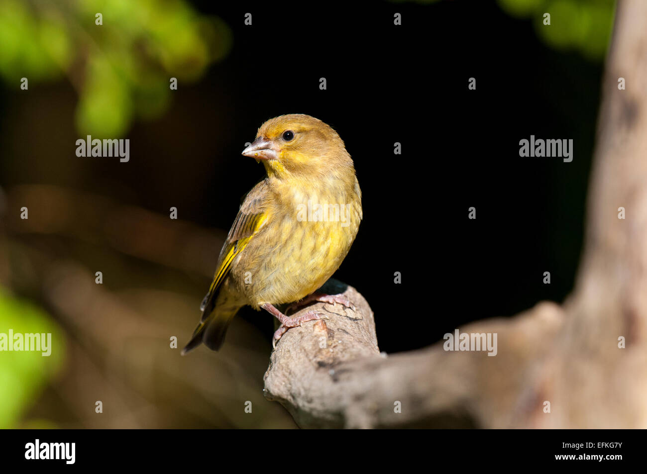 Greenfinch (Carduelis chloris) adult female perched on a branch at Hale in Cumbria. May. Stock Photo