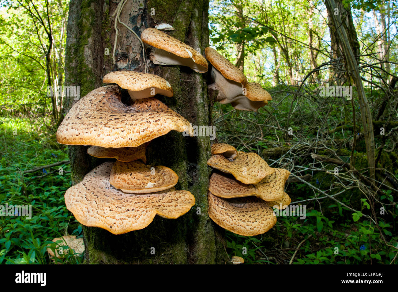 Large and extensive fruiting bodies of dryad's saddle (Polyporus squamosus) growing on standing dead wood at Hale in Cumbria. Ma Stock Photo