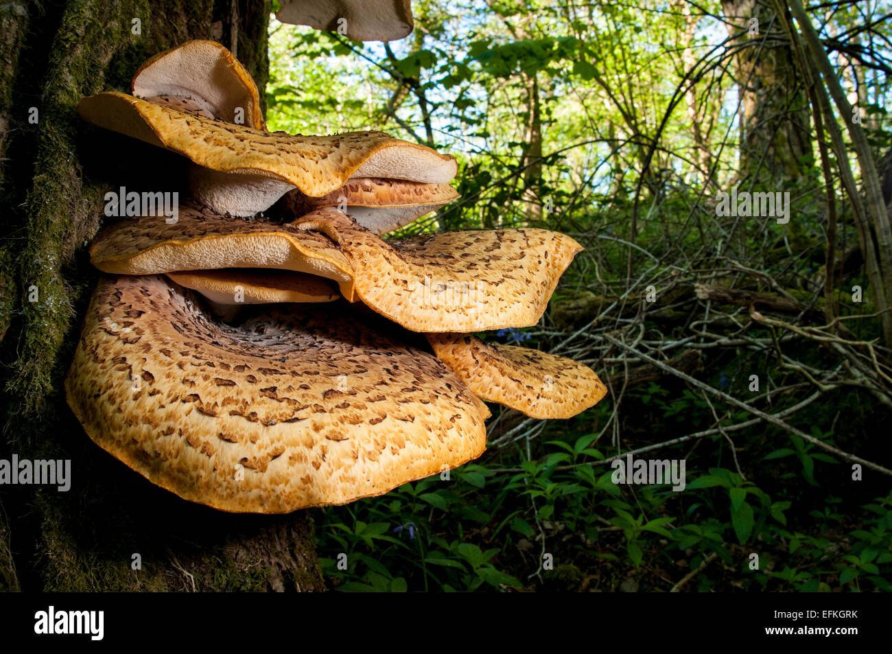 Large and extensive fruiting bodies of dryad's saddle (Polyporus squamosus) growing on standing dead wood at Hale in Cumbria. Ma Stock Photo