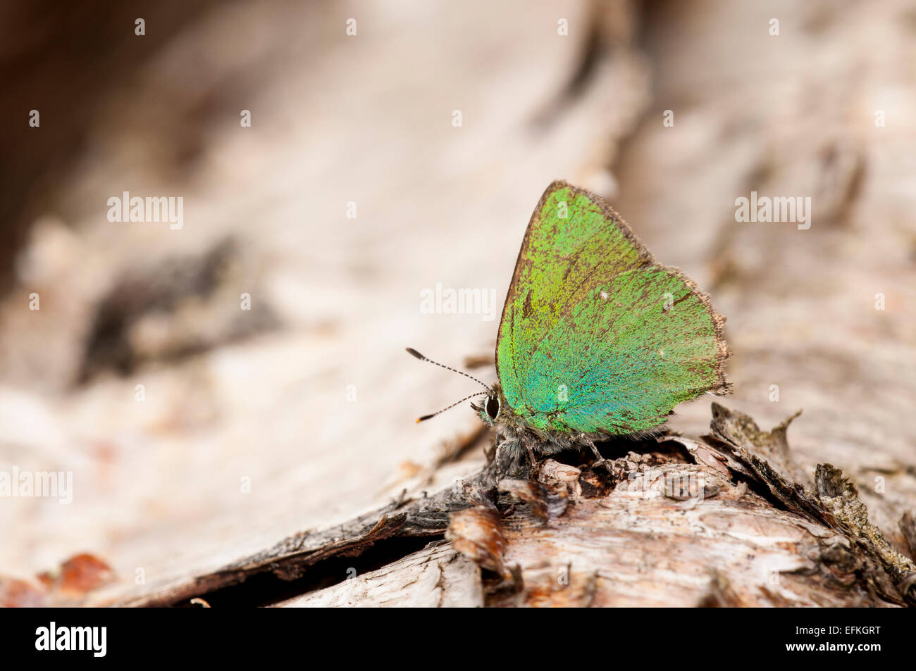 Green hairstreak butterfly (Callophrys rubi), adult at rest on a fallen silver birch at Meathop Moss, Lindale, Cumbria. May. Stock Photo