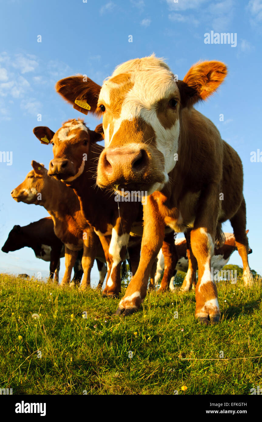Domestic cattle grazing on The Lotts in Silverdale, Cumbria. May Stock Photo