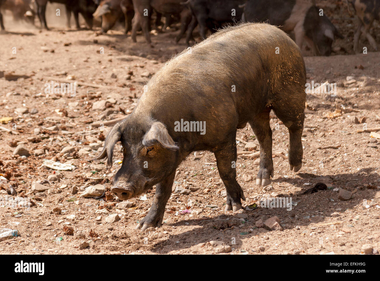 cochons sur la route du col de vergio corse france Stock Photo