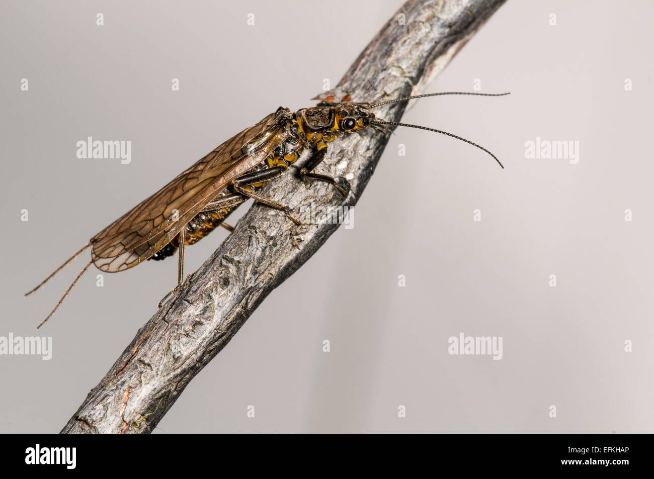 Large Stonefly (Perlodes microcephala) alighted on a twig on the banks of the Moriston river just below Loch Cluanie, Inverness- Stock Photo