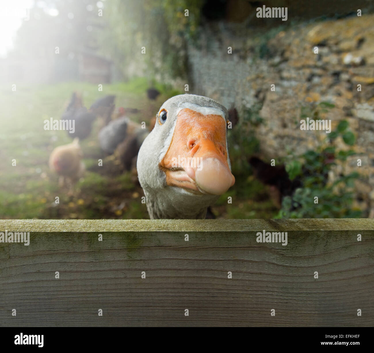 Goose gander hi-res stock photography and images - Alamy