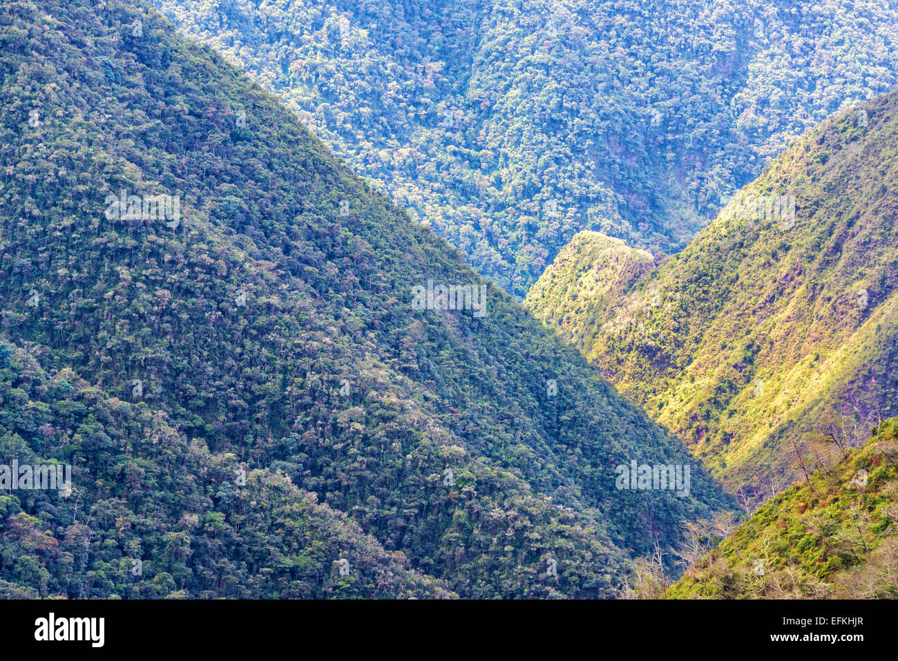 View of lush green jungle covered hills in Cotopata National Park near Coroico, Bolivia Stock Photo
