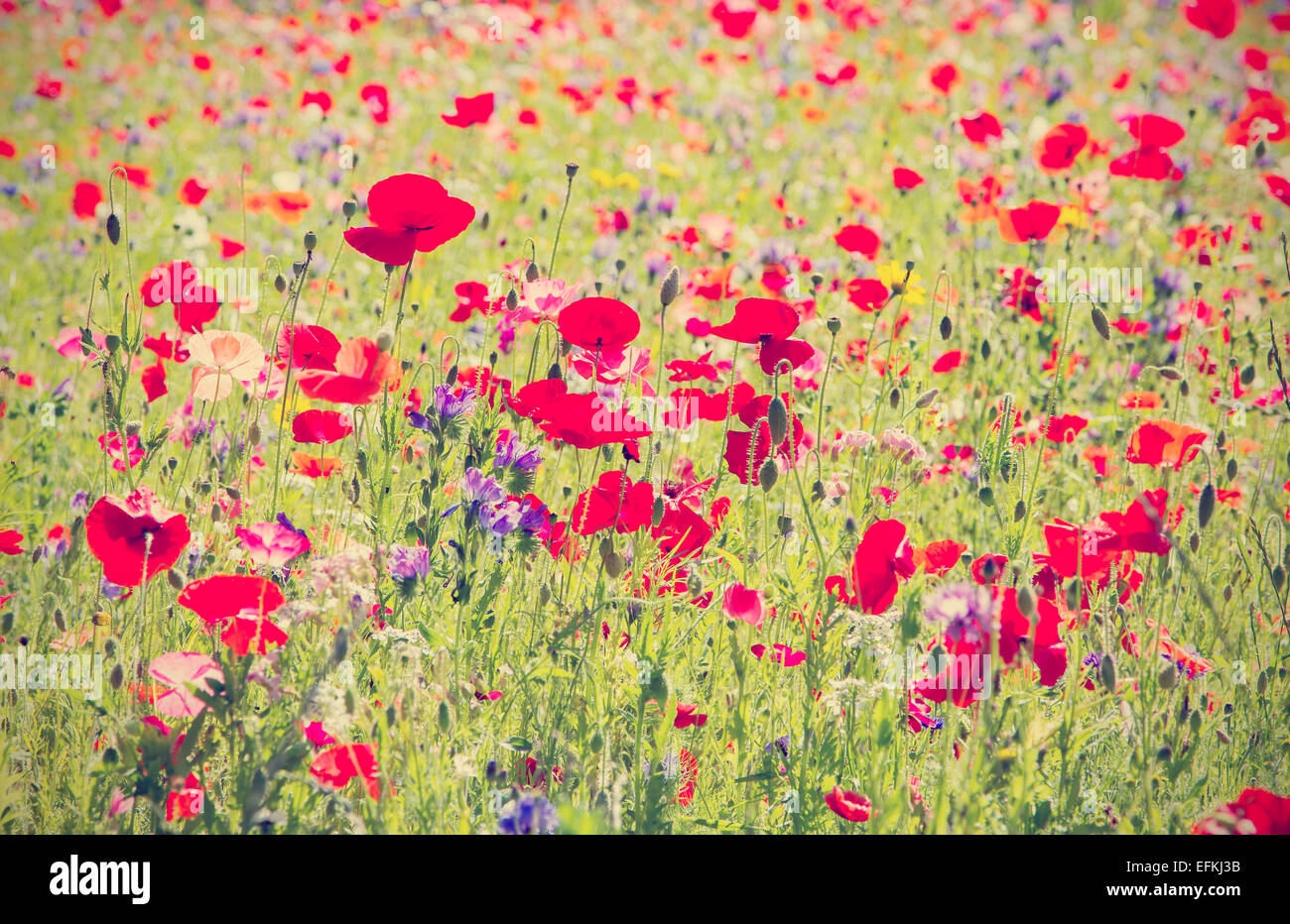 Red poppies and wild flowers growing in meadow with retro filter effect ...