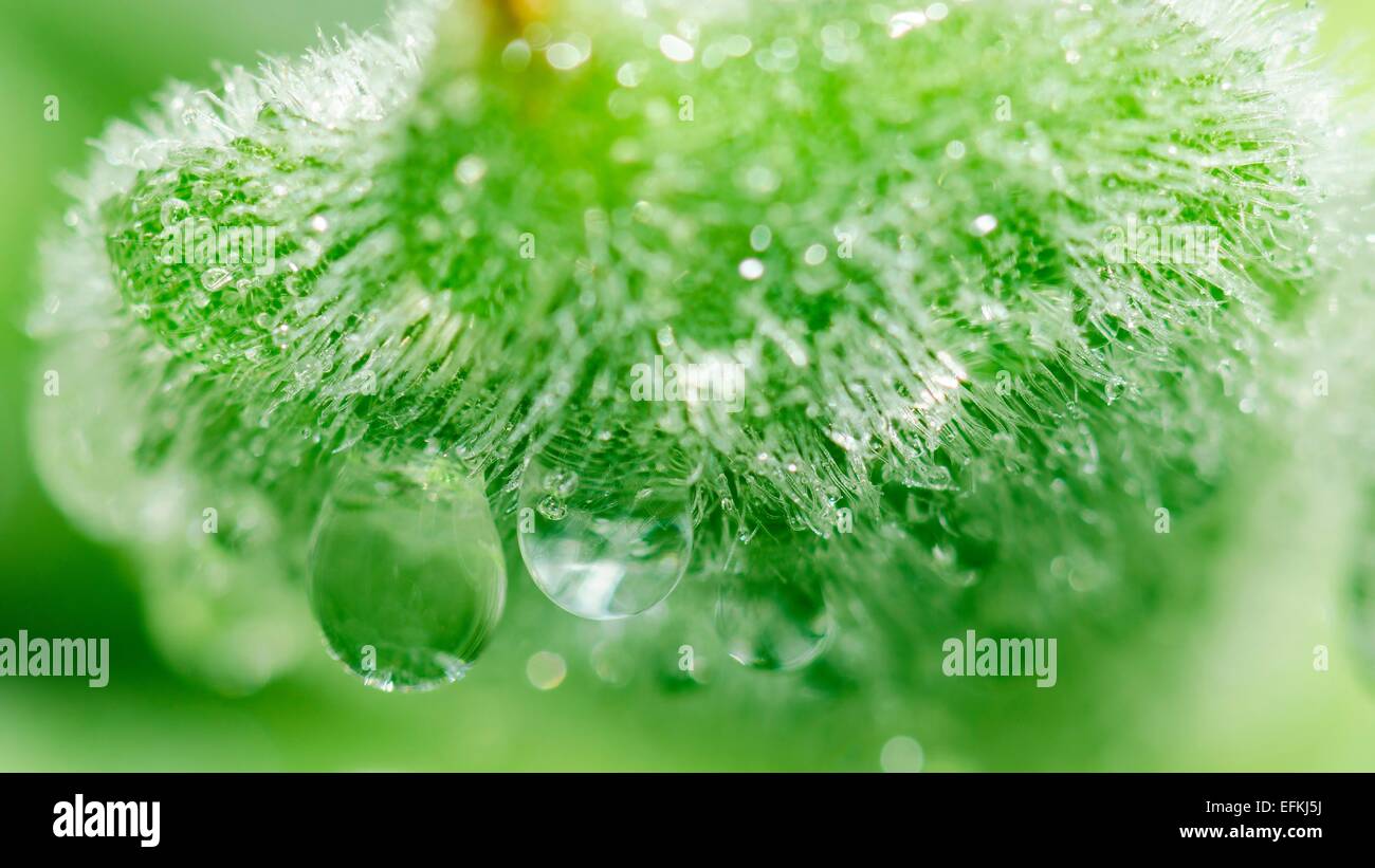 plante grasse et gouttes d'eau en gros plans macro Stock Photo