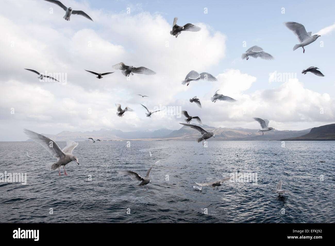 Gulls flying over sea Stock Photo