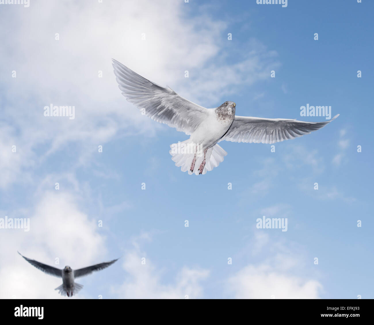 Two gulls flying overhead Stock Photo