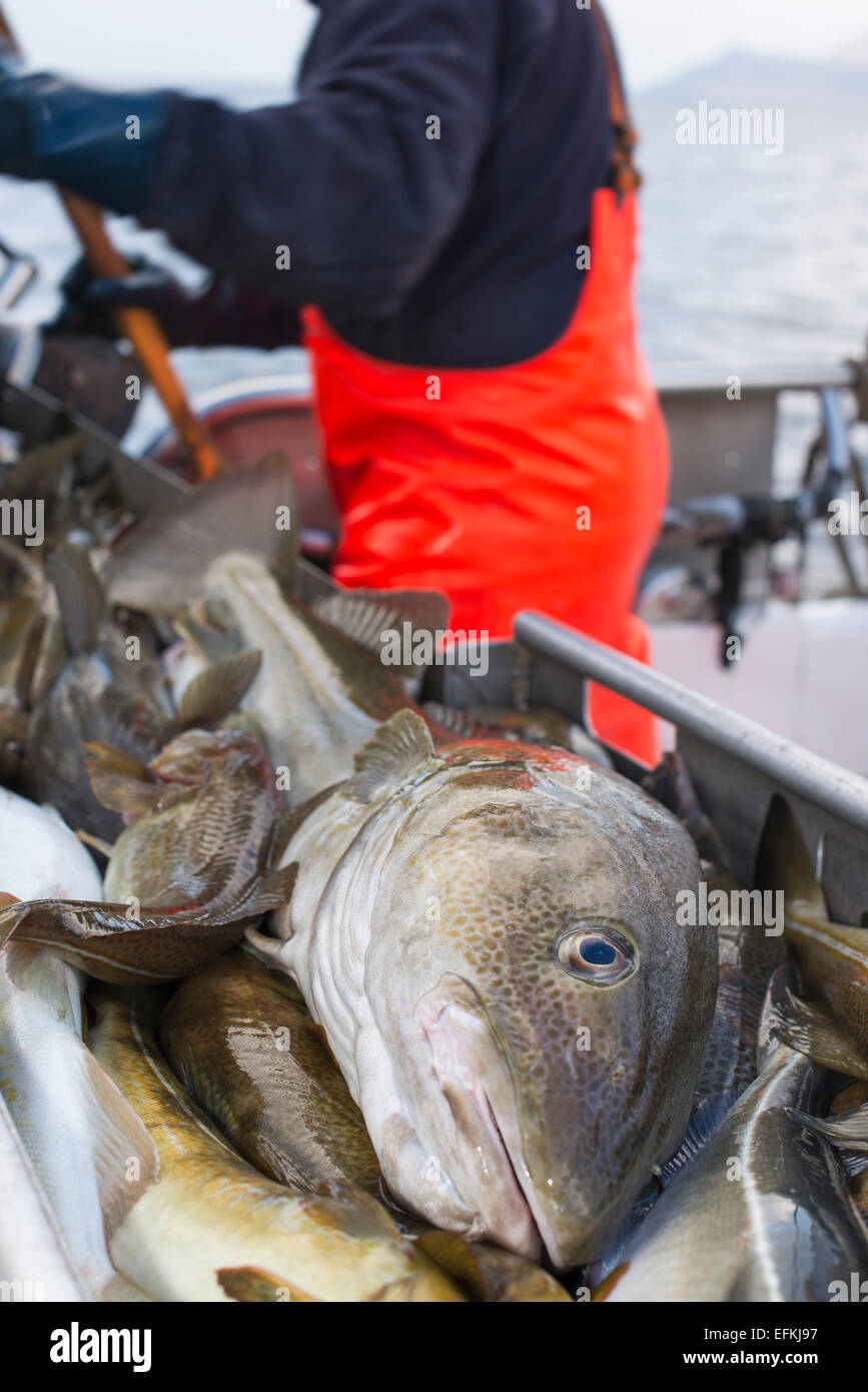 Freshly caught cod Stock Photo