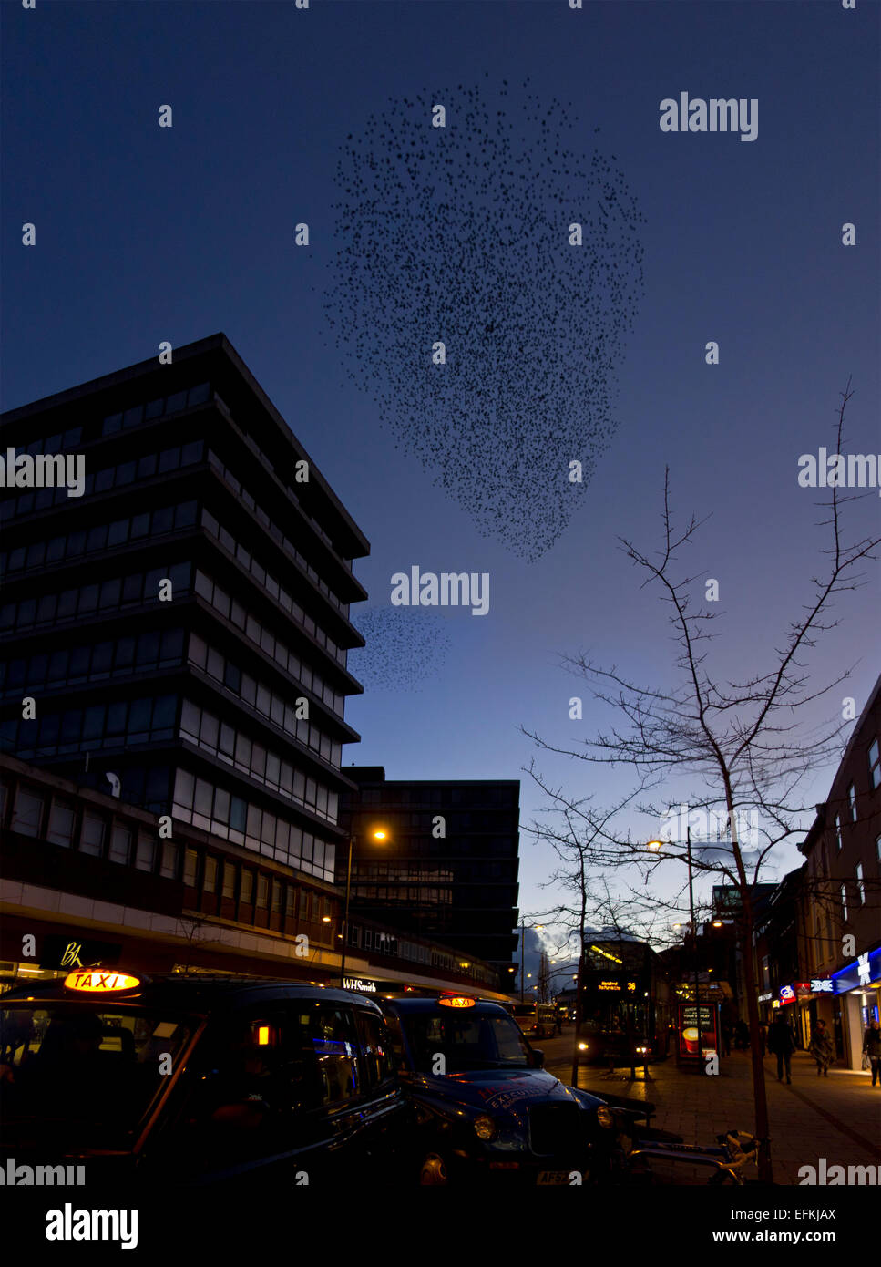 Starling murmuration in urban  town city street Stock Photo