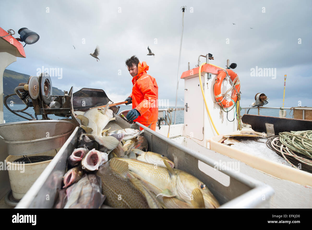 Fisherman working on boat with fresh fish in foreground Stock Photo