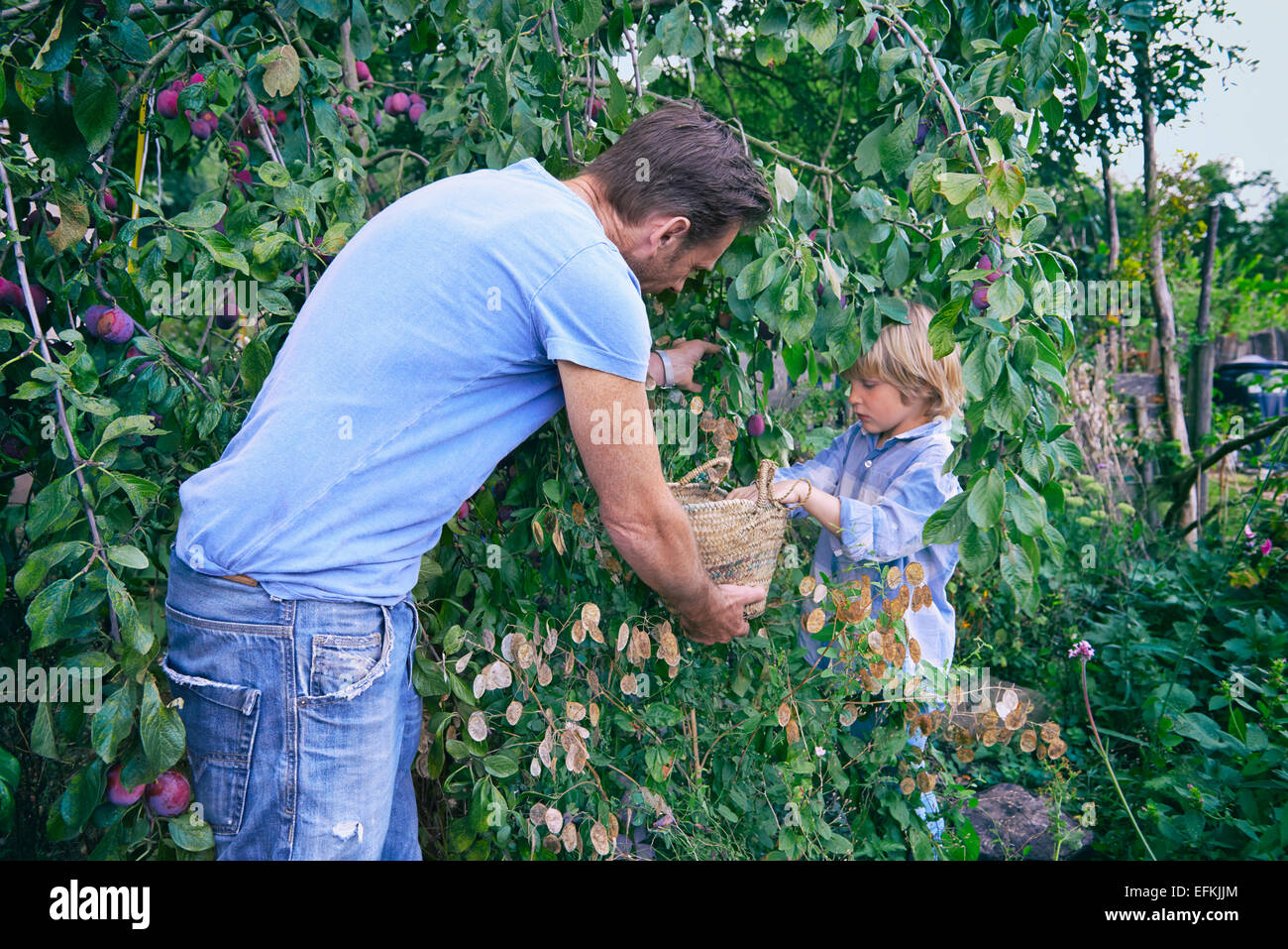 Father and son picking plums on allotment Stock Photo
