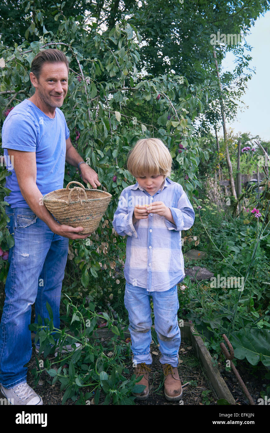 Father and son with picked plums on allotment Stock Photo