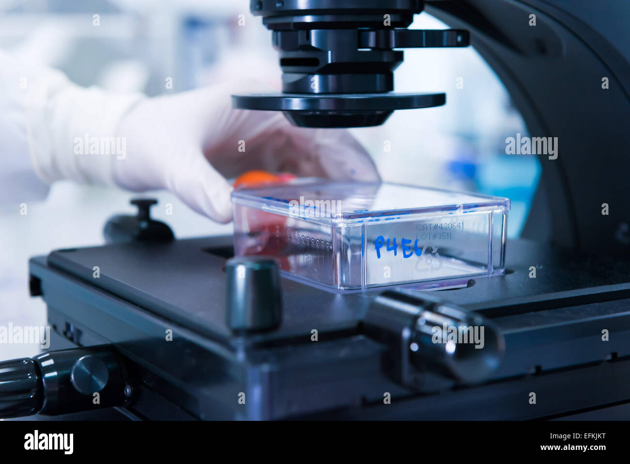 Cancer research laboratory, male scientist studied cells under the microscope Stock Photo