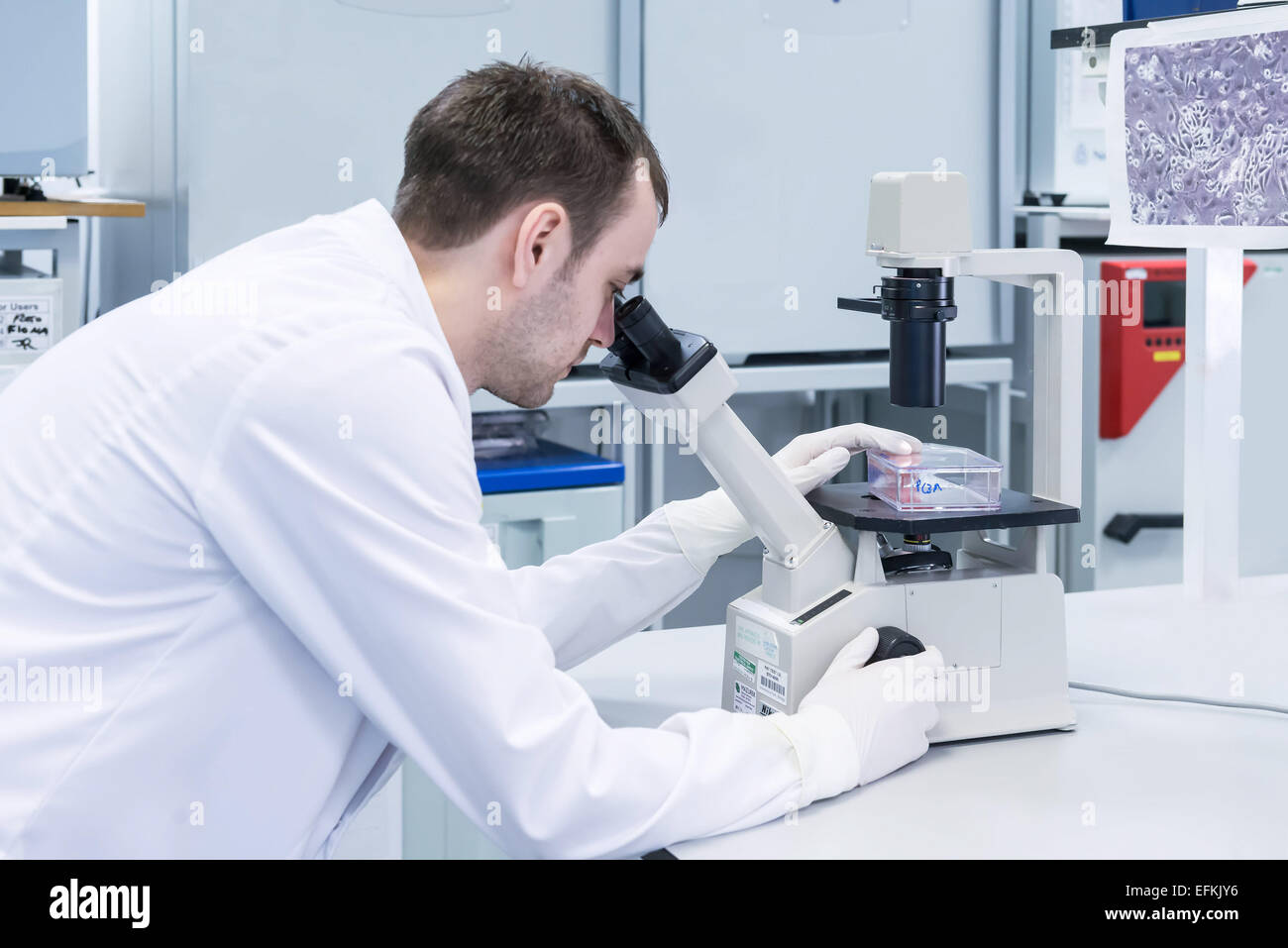 Cancer research laboratory, male scientist studying cells under