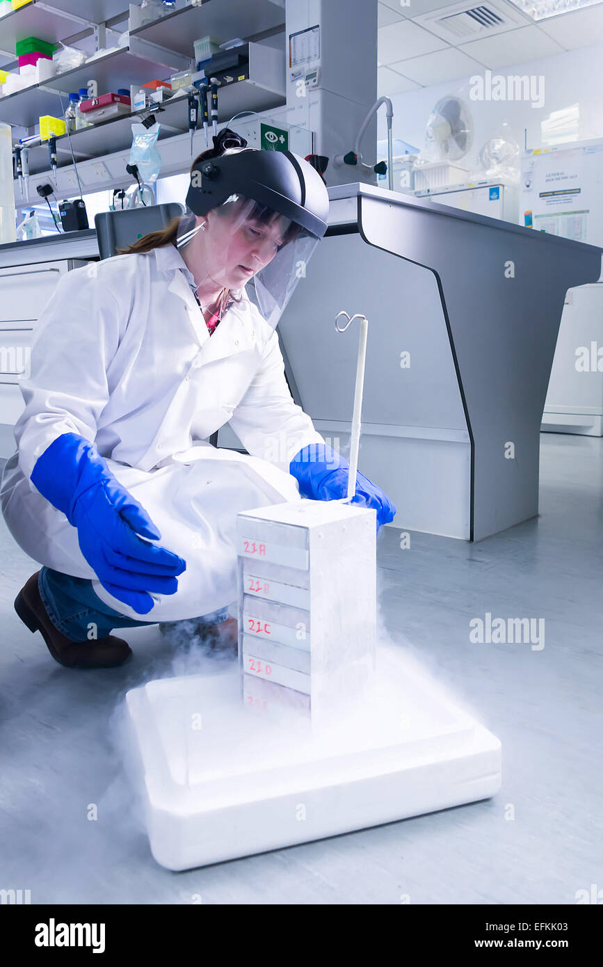Cancer research laboratory female scientist working cells stored sub zero temperatures liquid nitrogen cryopreservation chamber Stock Photo