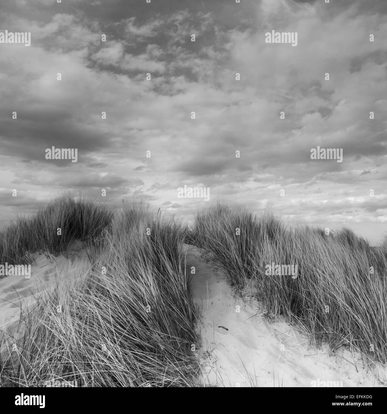 Black and White square format photograph of marram grass on the sand dunes at Winterton-on-Sea on the Norfolk Coast Stock Photo