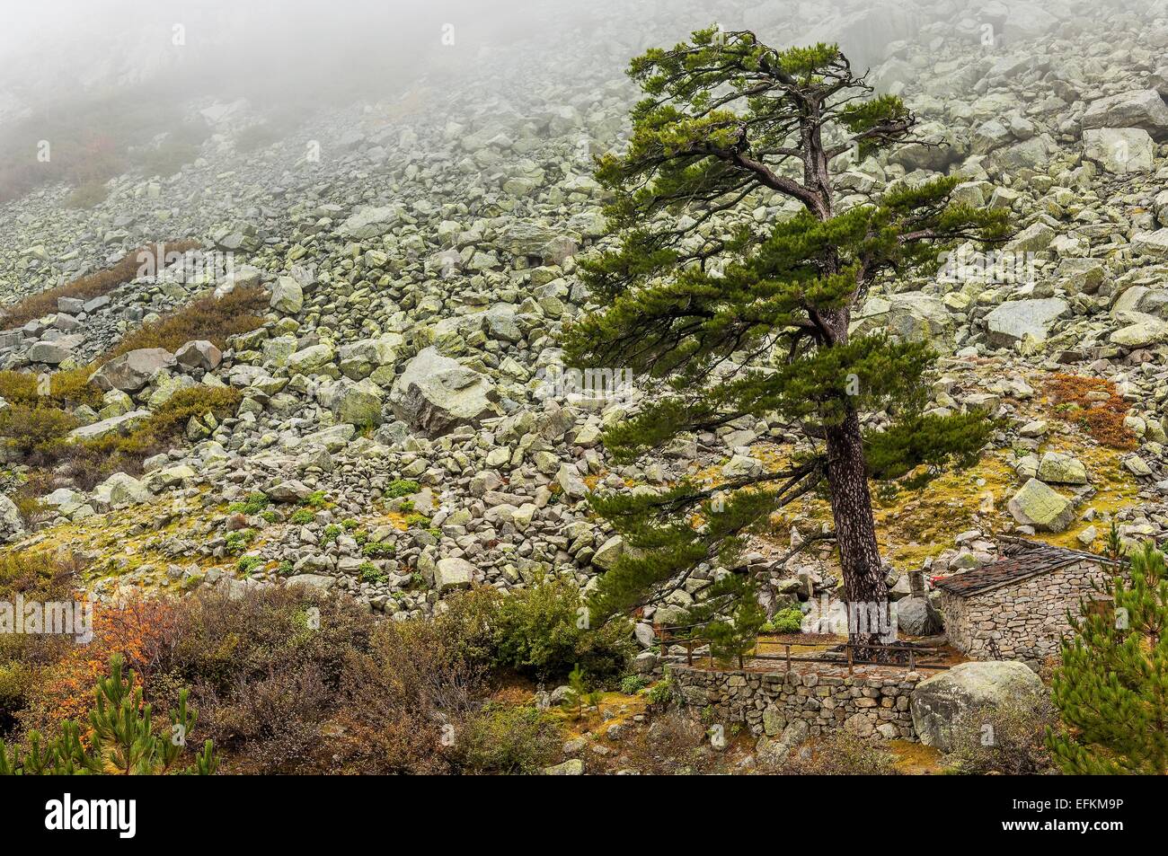 pin lariccio dans la vallee de la restonica sous la brume en automne haute corse 2B Stock Photo