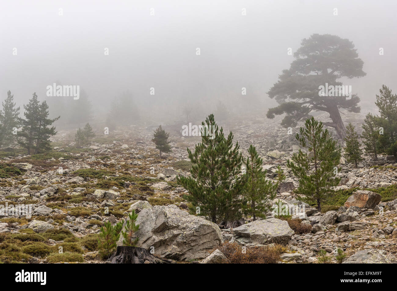 pin lariccio dans la vallée de la restonica sous la brume en automne haute corse 2B france Stock Photo