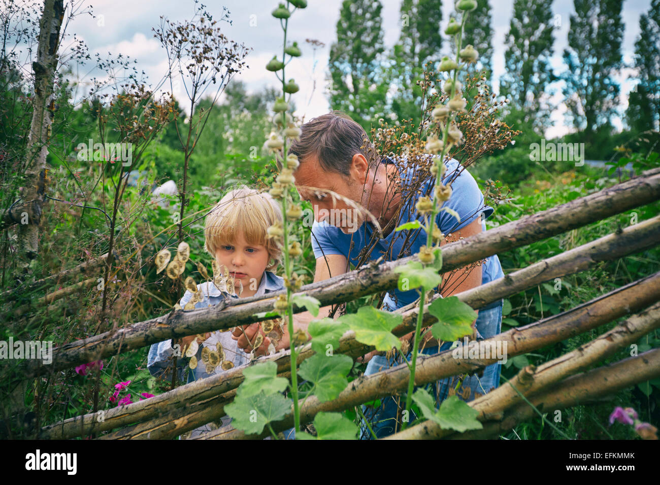 Father and son looking at plants on allotment Stock Photo
