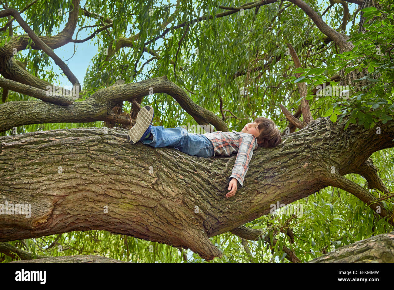 Boy lying on branch of forest tree Stock Photo Alamy