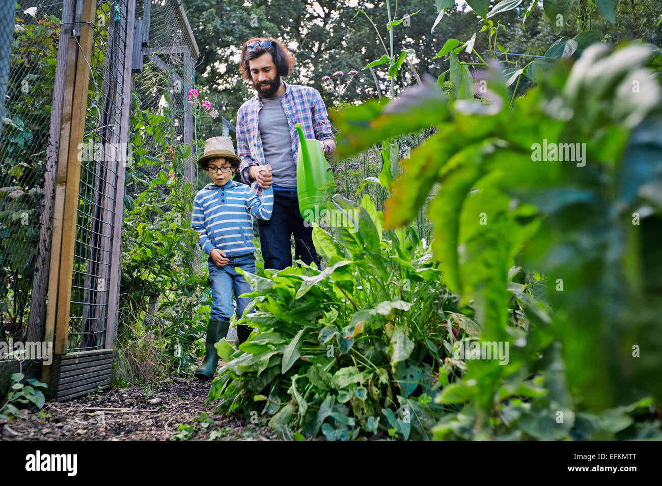 Father and son watering plants on allotment Stock Photo