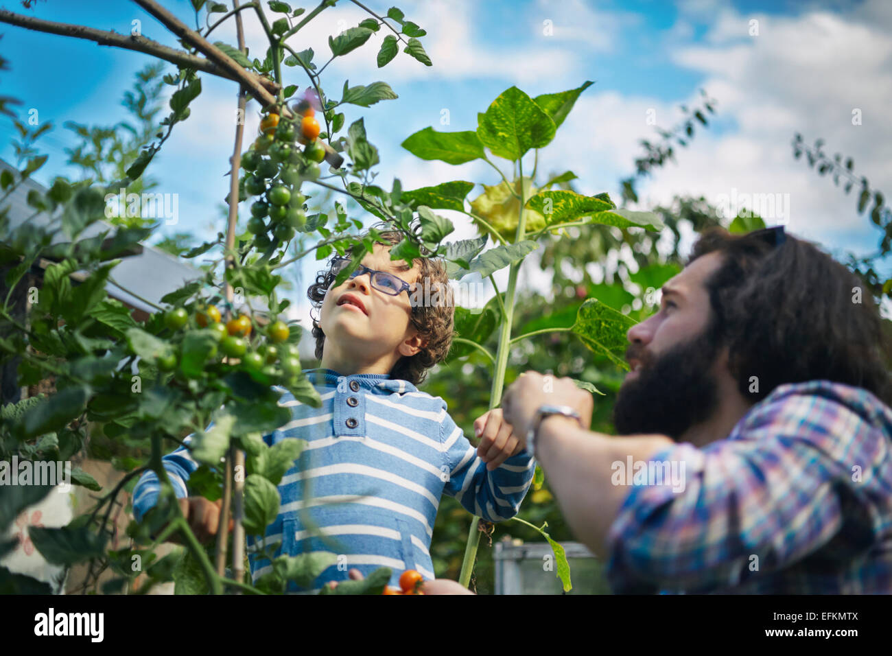 Father and son picking cherry tomatoes on allotment Stock Photo