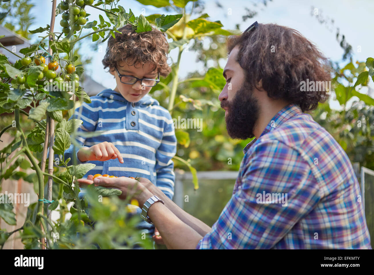 Father and son counting picked cherry tomatoes on allotment Stock Photo