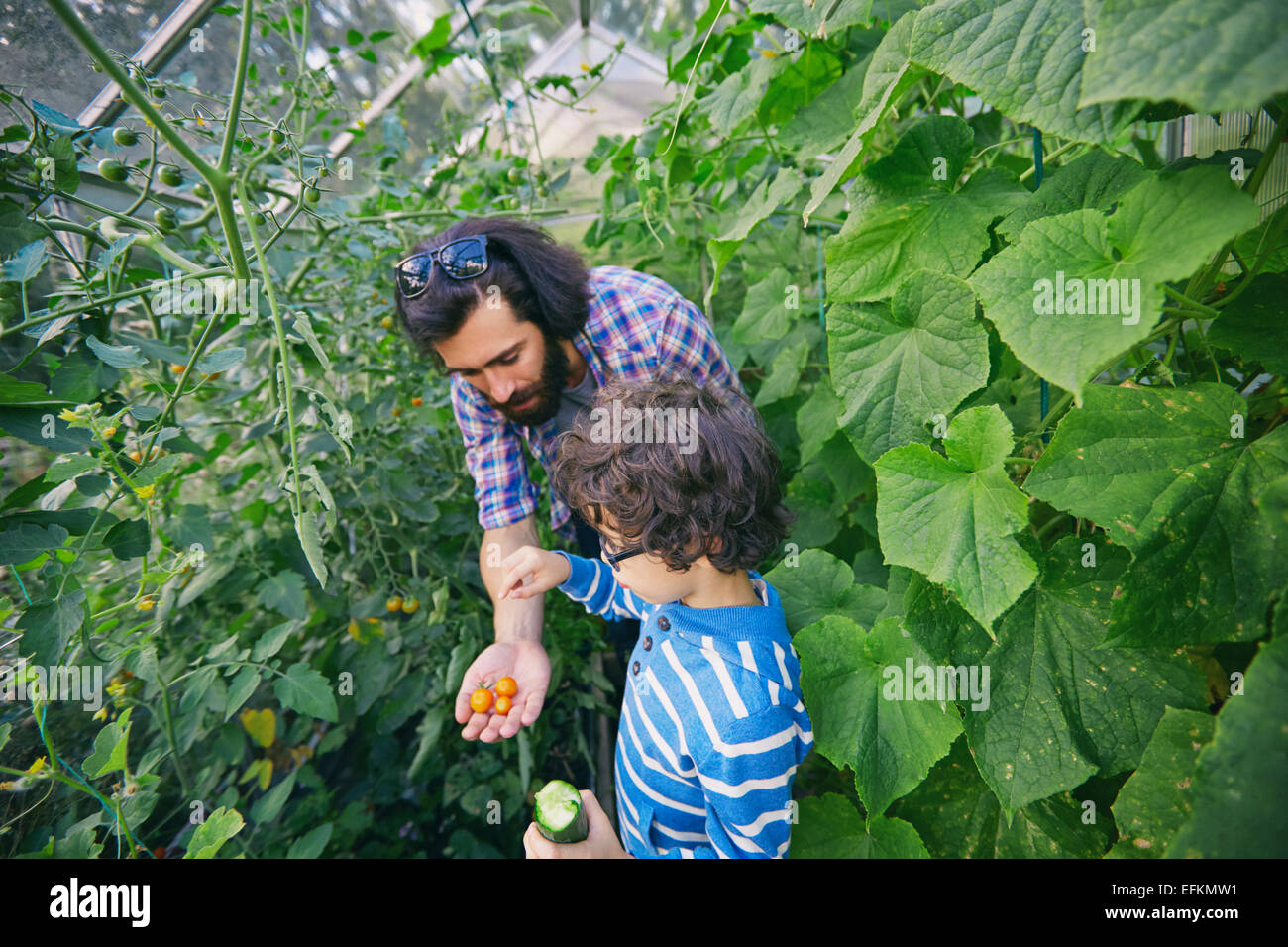 Father and son with tomatoes and cucumber on allotment Stock Photo